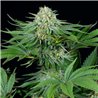 Legacy Mix x24 - Regular Cannabis Seeds - Mix