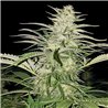 Bubble Mix x12 - Regular Cannabis Seeds - Mix