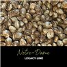 Notre-Dame - Regular Cannabis Seeds - Legacy Line