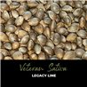 Veteran Sativa - Regular Cannabis Seeds - Legacy Line