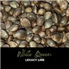 White Queen - Regular Cannabis Seeds - Legacy Line