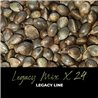 Legacy Mix x24 - Regular Cannabis Seeds - Mix