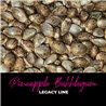 Pineapple Bubblegum - Regular Cannabis Seeds - Bubble Line