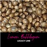 Lemon Bubblegum - Regular Cannabis Seeds - Bubble Line