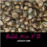 Bubble Mix x12 - Regular Cannabis Seeds - Mix