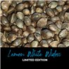 Lemon White Widow - Regular Cannabis Seeds - Limited Edition