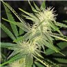 Veteran Sativa - Regular Cannabis Seeds - Legacy Line