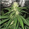 Pineapple Bubblegum - Regular Cannabis Seeds - Bubble Line