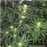 Banana Bubblegum - Regular Cannabis Seeds - Bubble Line