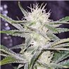 Sour Power Plant - Regular Cannabis Seeds - Legacy Line