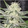 Agent Lemon - Regular Cannabis Seeds - Legacy Line