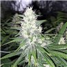 Banana Bubblegum - Regular Cannabis Seeds - Bubble Line