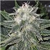 Banana Bubblegum - Regular Cannabis Seeds - Bubble Line