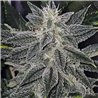 Lemon Bubblegum - Regular Cannabis Seeds - Bubble Line