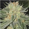 Mandela Kush - Regular Cannabis Seeds - Legacy Line