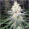 White Queen - Regular Cannabis Seeds - Legacy Line