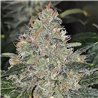 Pineapple Bubblegum - Regular Cannabis Seeds - Bubble Line