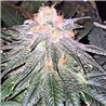 Cacao Kush - Regular Cannabis Seeds - Legacy Line