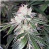 Veteran Sativa - Regular Cannabis Seeds - Legacy Line
